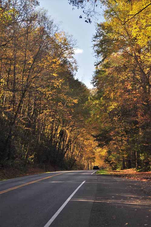tree-lined road